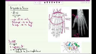 la main anatomie 1ère année médecine cours 9 سنة اولى طب [upl. by Eintruoc]