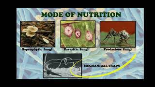 Nutrition in Fungi [upl. by Auqinal]