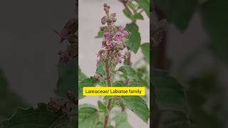 What is the verticillaster inflorescence in Lamiaceae family biology new taxonomic neet upsc [upl. by Werdn]