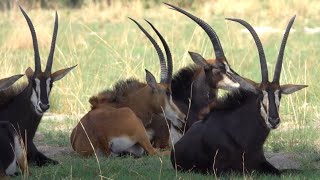 sable antelope herd  part 2  juvenile resting with family [upl. by Lecirg747]