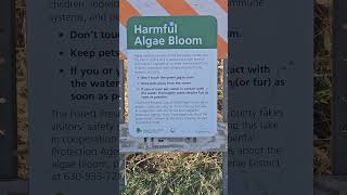 Harmful Algae Bloom [upl. by Innavoeg415]