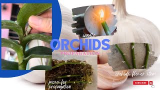 How to propagate orchids propagation orchids plants [upl. by Ruffin171]