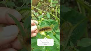 moth caterpillar subscribe caterpillar moth nature insects bugs comment [upl. by Annay430]