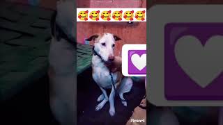 My dog pet cutness shortvideo [upl. by Ahsinrad312]