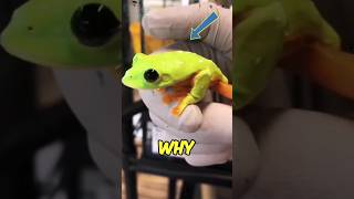 Why frogs make croaking sounds 🐸 [upl. by Aluap]