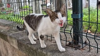 Hungry stray cat with squinty eyes [upl. by Donatelli29]