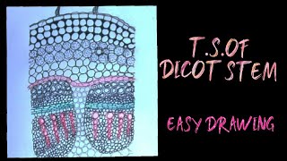 How to draw TS of dicot stem easily [upl. by Aldin]