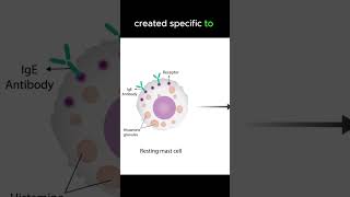 Anaphylaxis pathology [upl. by Noj]