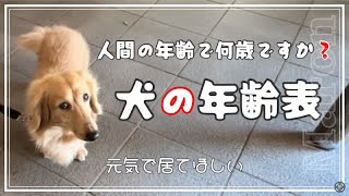 💕犬の年齢表💕私の犬は人間の年齢換算で何歳ですか❓ [upl. by Shamus]