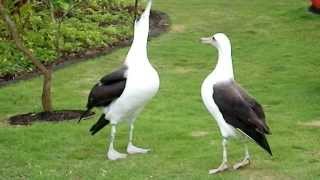 Laysan Albatross Courtship Dance [upl. by Adnilec374]