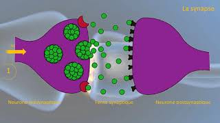 Le fonctionnement de la synapse [upl. by Narok]