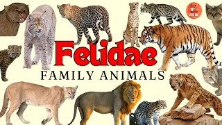 Different Types of Felids Family Animals name in English for kids kidslearning animals felidae [upl. by Babby282]