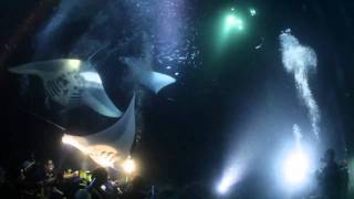 Kona Manta Ray Night Dive [upl. by Jew509]