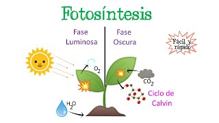 🌿Fotosíntesis  Fase Luminosa y Oscura  Ciclo de Calvin🌞 Fácil y Rápido  BIOLOGÍA [upl. by Northington]