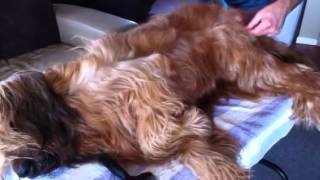 Briard grooming 2 of 2 [upl. by Lieberman932]