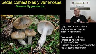 Hygrophorus Delicias y Peligros  Identificación de los Comestibles y Tóxicos [upl. by Nileve]