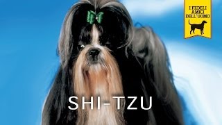 SHIH TZU trailer documentario [upl. by Atteras]