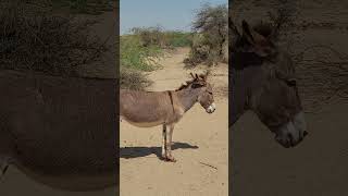 donkey breathing animals donkeyvillage funnyanimal ytshortsvideo funny donkey [upl. by Notelrahc]