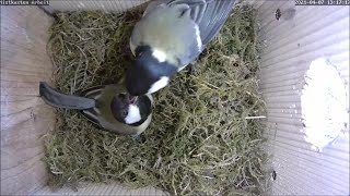 Das Weibchen wird gefüttert und baut trotz Schneedecke am Nest 07042021 [upl. by Haleehs559]