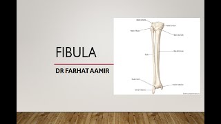 Fibula Anatomy [upl. by Imotih]