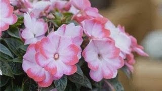 Gardening Tips  Impatiens Alternatives [upl. by Magnum]