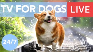 TV for Dogs Chill Your Dog Out with this 247 TV and Music Playlist [upl. by Aihsi]