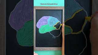 Brain Lobes NCLEX Review [upl. by Yasnil]