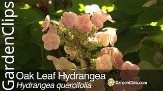 Oak Leaf Hydrangea  Hydrangea quercifolia  Growing tips for Oakleaf Hydrangea [upl. by Brande722]