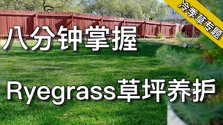 Ryegrass 草坪维护以及杂草控制  everything you need to know about ryegrass lawn  尅尅amp凯西的后花园 [upl. by Submuloc286]