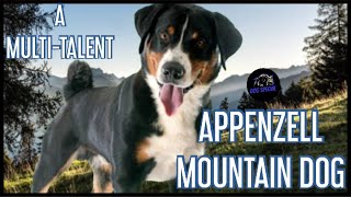 Appenzeller Sennenhund  Ein Multi Talent [upl. by Teri]