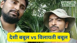 देशी बबूल और विलायती बबूल में अंतर Prosopis juliflora Vilayti Babool vs Desi Babool [upl. by Nomled931]