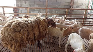 The Biggest Awassi Sheep Stud For Breeding in Farm  Sheep Farming in village [upl. by Eaton]