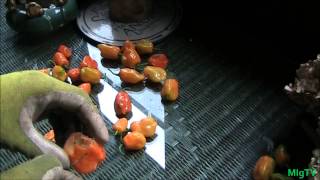 Simplest Method For Stringing Peppers [upl. by Artema407]