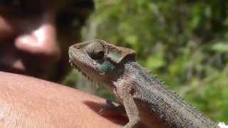 Drakensberg Dwarf Chameleon Bradypodion dracomontanum [upl. by Bushey284]