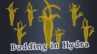 Budding in Hydra [upl. by Fenton295]