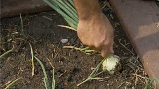 How to Grow Onions and Garlic [upl. by Manuel]