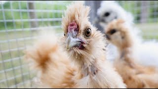 SILKIE CHICKENS 101  What I Wish Id Known About Silkies  Backyard Poultry Breeds For Beginners [upl. by Schreibman]