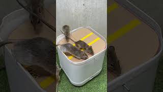 Best home mouse trapmouse trap tips from plastic can rat rattrap [upl. by Eitra]