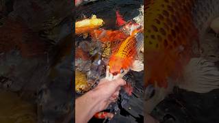 Hand Feeding My Nishikigoi Koi koikeeping koi [upl. by Emmalynne80]