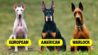 DOBERMAN PINSCHER TYPES  3 TYPES OF DOBERMANNS [upl. by Barr]