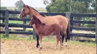 LOTE 12 HOSPEDEIRA JB DE PALERMO [upl. by Leibrag]