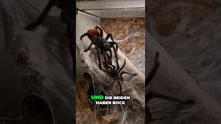 Review der Chromatopelma cyaneopubescens Verpaarung shorts green blue orange spiderlove reels [upl. by Hercule]