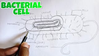 Bacterial Cell labelled Diagram how to Draw Bacteria Cell 🦠 [upl. by Kendall]