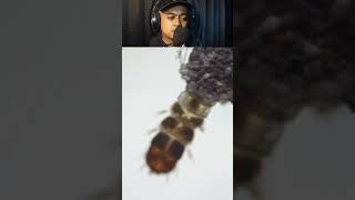 Microscop hewan kamitetep 😰shorts viralvideo reaction [upl. by Krantz]