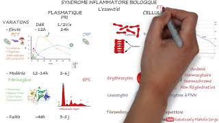 SYNDROME INFLAMMATOIRE BIOLOGIQUE  lessentiel [upl. by Renckens]