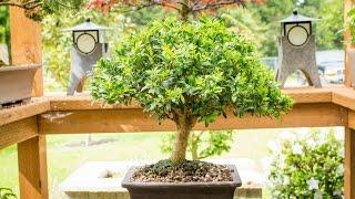 Justin Brouwers Boxwood Bonsai [upl. by Ainod49]