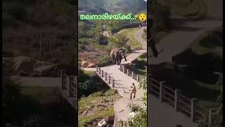 തലനാരിഴക്ക് രക്ഷപ്പെടൽ elephantattack wildanimals annukkutty annusworld പടയപ്പ [upl. by Koosis261]