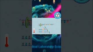 NGS Sanger Sequencing Method [upl. by Romola974]