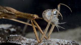 Water stick insect captured side swimmer – 35 mmVízi botpoloska botpoloskát zsákmányol [upl. by Endys]