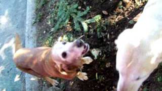 What a quotdebarkedquot dog sounds like starring Molly [upl. by Zebe480]